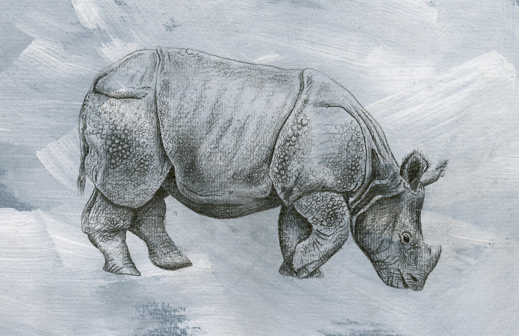 Javan Rhinoceros Rhinoceros sondaicus Pencil drawing on a … Flickr