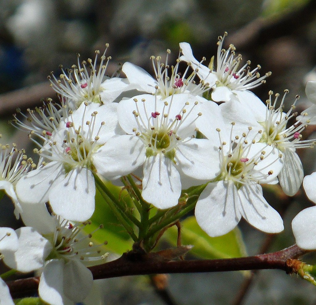 Bradford pear blossoms Charles Shelton Flickr