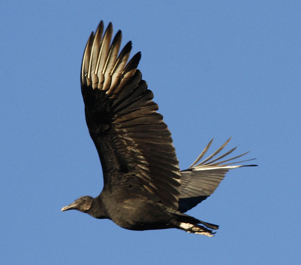 Black Vulture Flying 1591F jvpowell Flickr