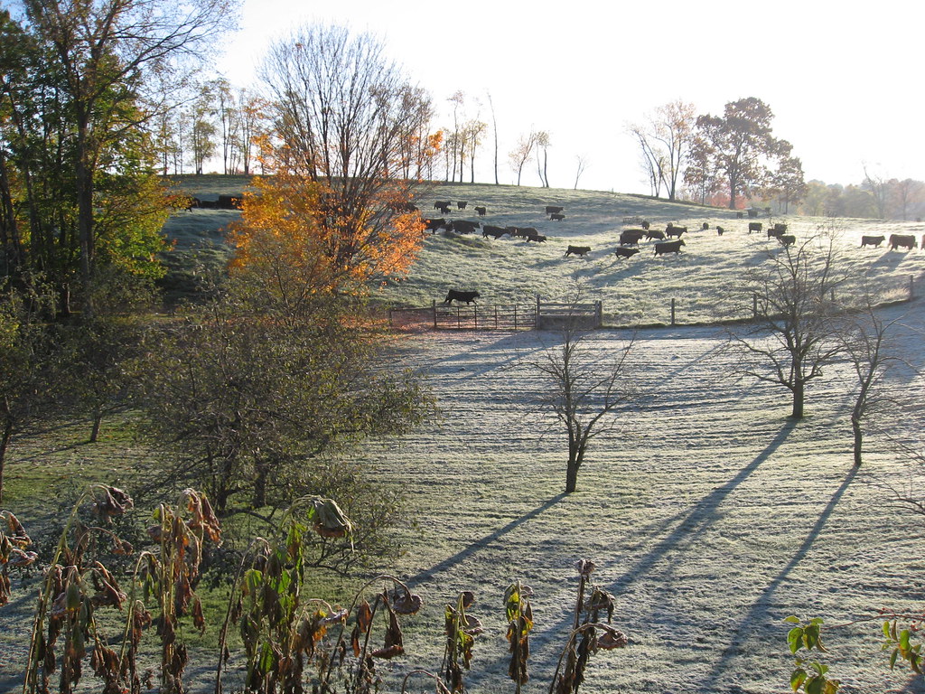 IMG_0830 Cows in a frosty pasture 2. Kinderhook Farm Flickr