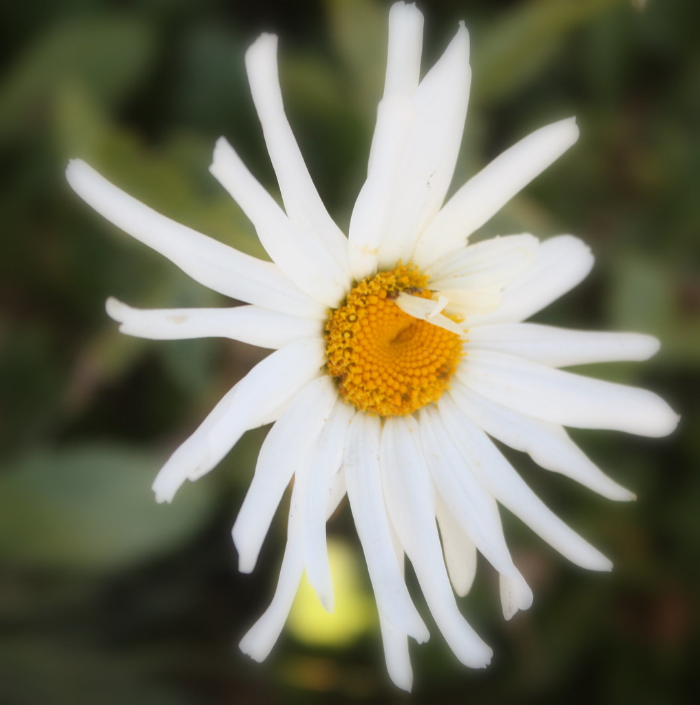 Daisy Pretty Flowers at the Inn in Bay Wood. Madralynn Haye