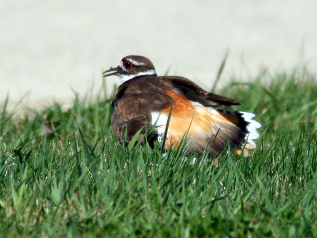 Killdeer distraction display 220100409 Early spring in Ha… Flickr