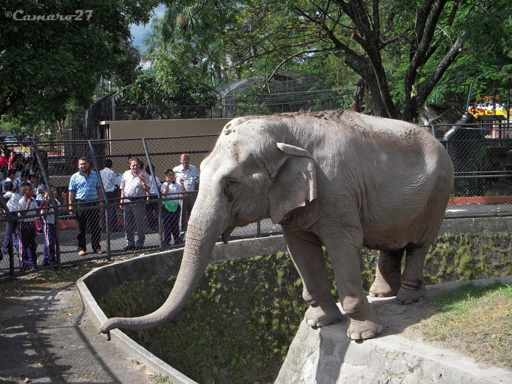 Parque Zoologico Nacional de El Salvador La Elefante manyu… Flickr