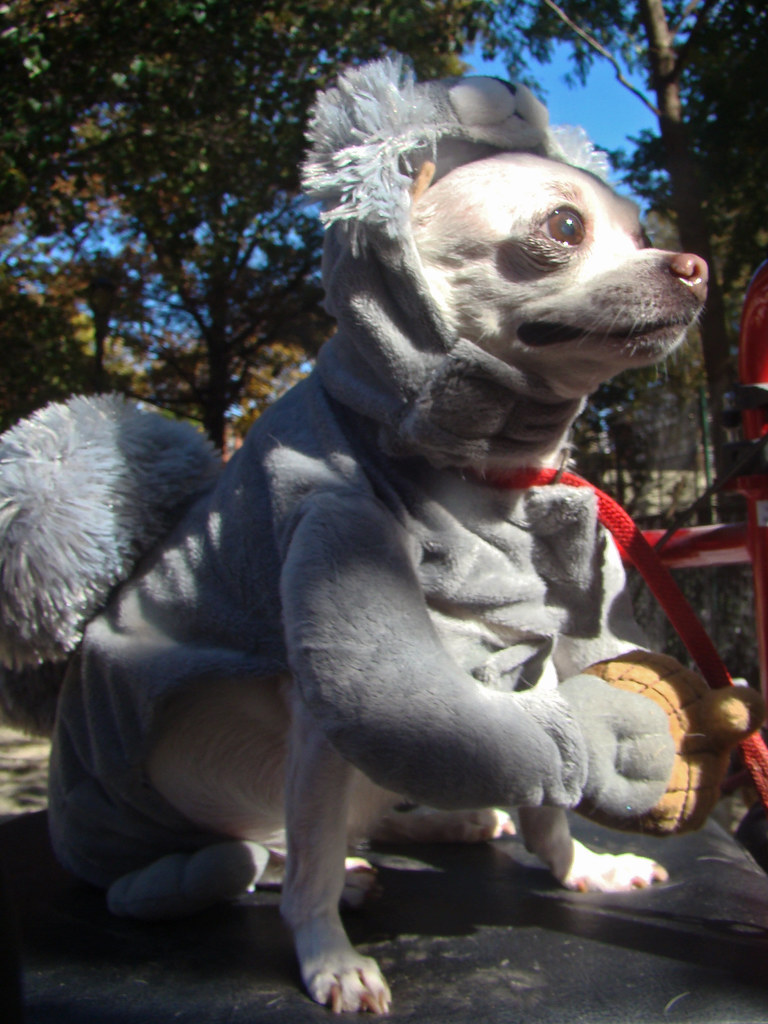 squirrel dog Dog in a squirrel costume, 19th Annual Tompki… Flickr
