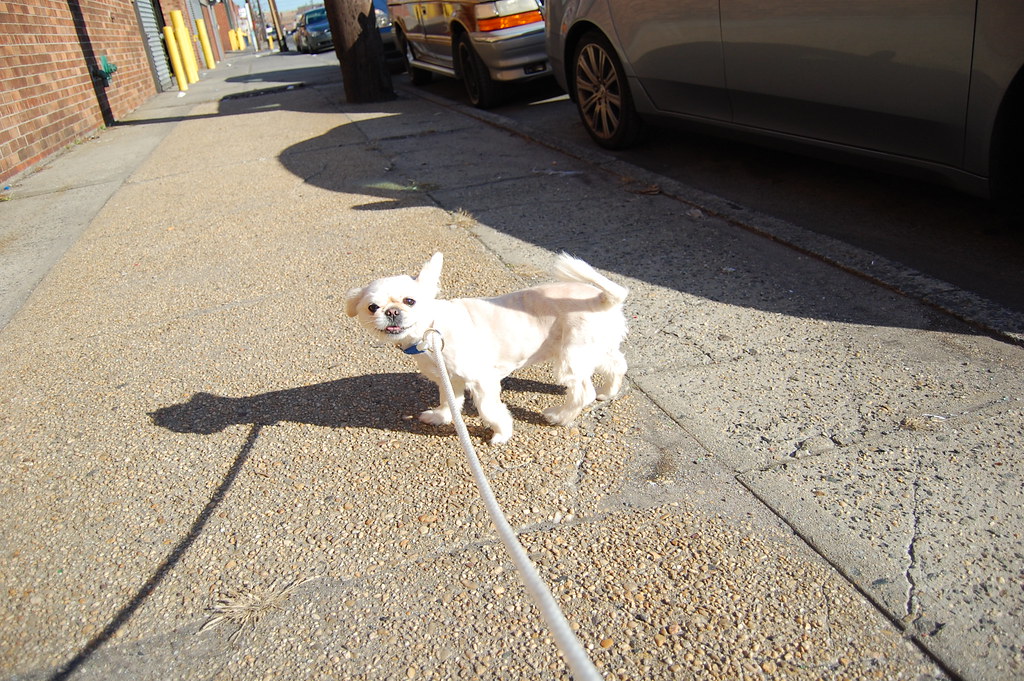 DSC_0238 Brooklyn Animal Care Center 2336 Linden Boulevard… Flickr