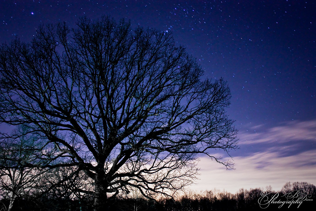 Beautiful OLD... Did I say OLD Oak Tree in the night sky