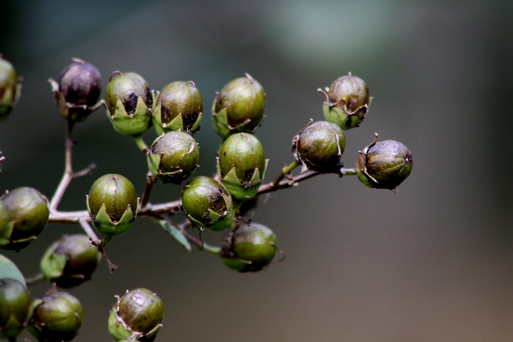 Juju Beads katchroma Flickr
