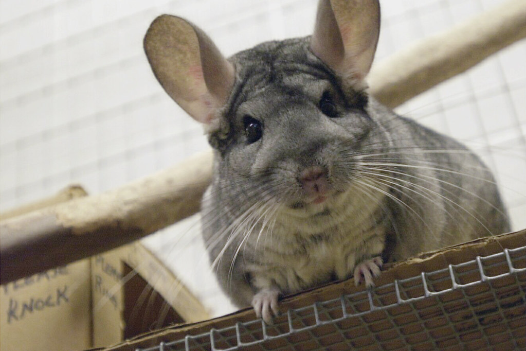 Chinchilla Chinchilla Oakland Zoo Flickr