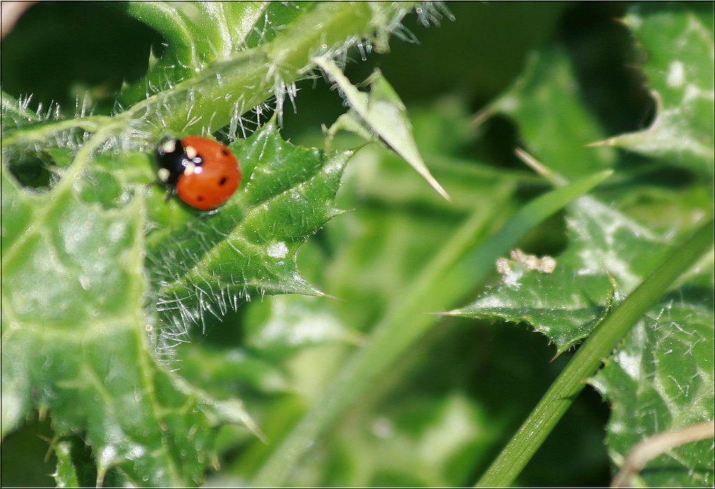Ladybug Why do we love to find ladybugs? So how did they g… Flickr
