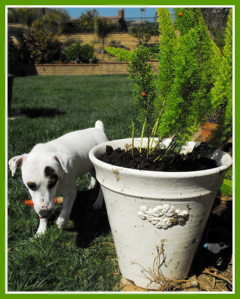 Jack Russell and foxtail fern Instructions for propagating… Flickr