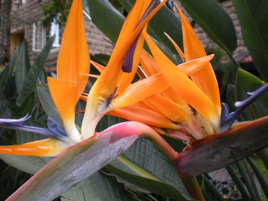 Fairview Gardens cgeith Flickr