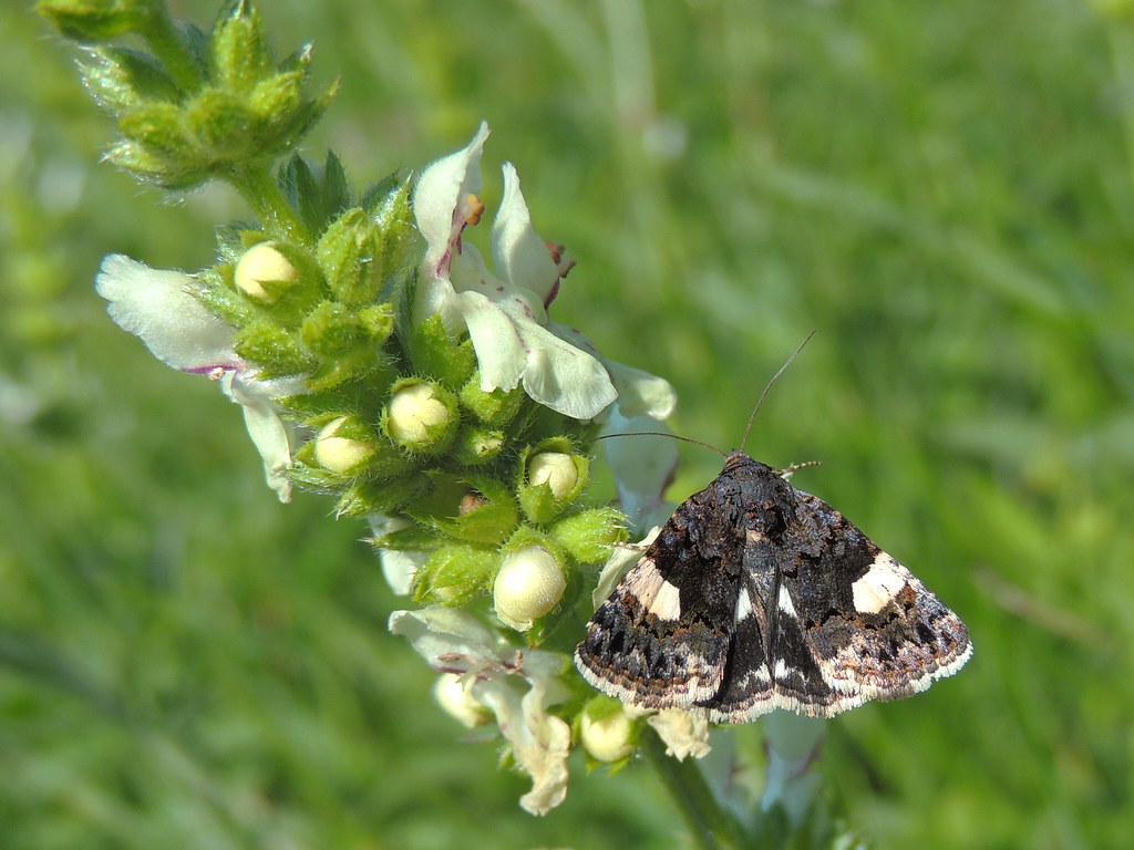 Tyta luctuosa fourspotted moth / field bindweed moth Acke… Flickr