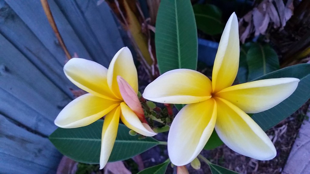 April 10, 2015 Frangipani flowers in the backyard fran·gi·… Flickr