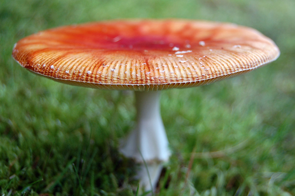 Flying Saucer The Amanita muscaria is more commonly known … Flickr