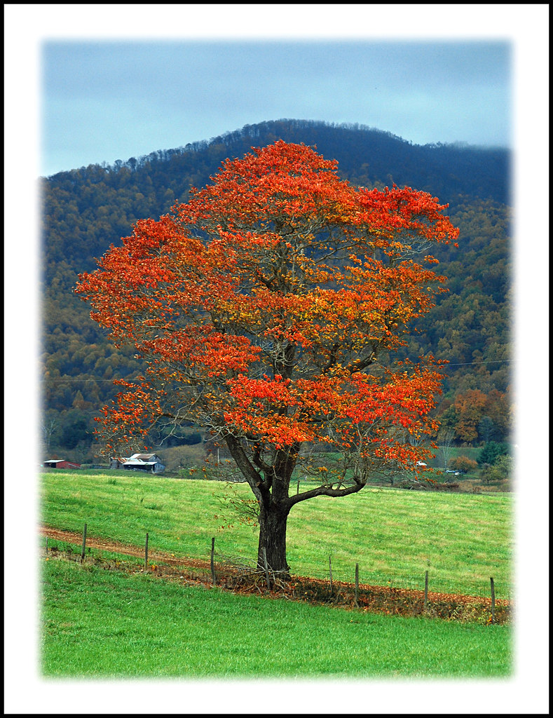 It Takes a Tree . . . One of the prettiest trees I saw dur… Flickr