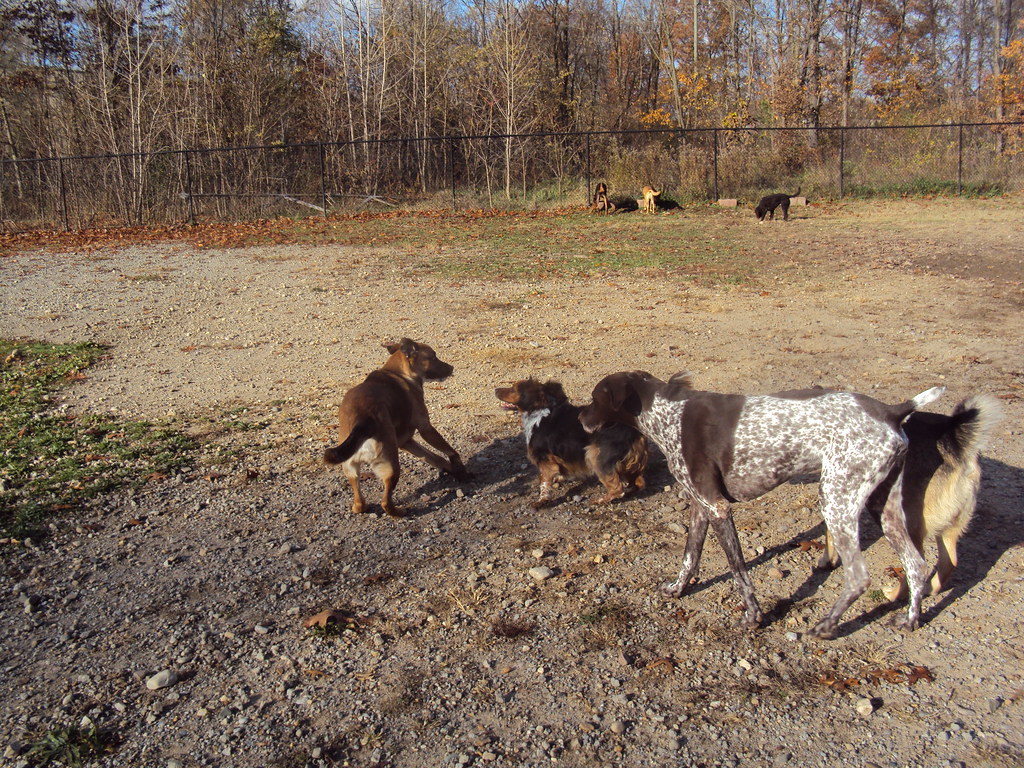 DSC03128 Linda's Camp K9 Flickr