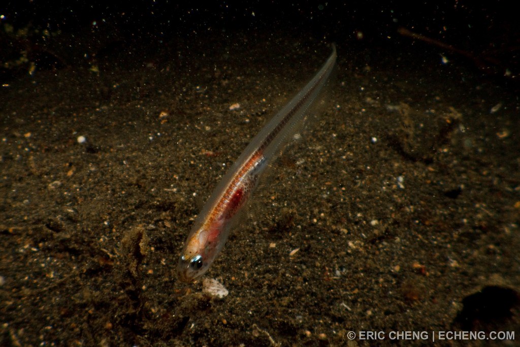 Silver pearlfish, which lives in a sea cucumber's anus (En… Flickr