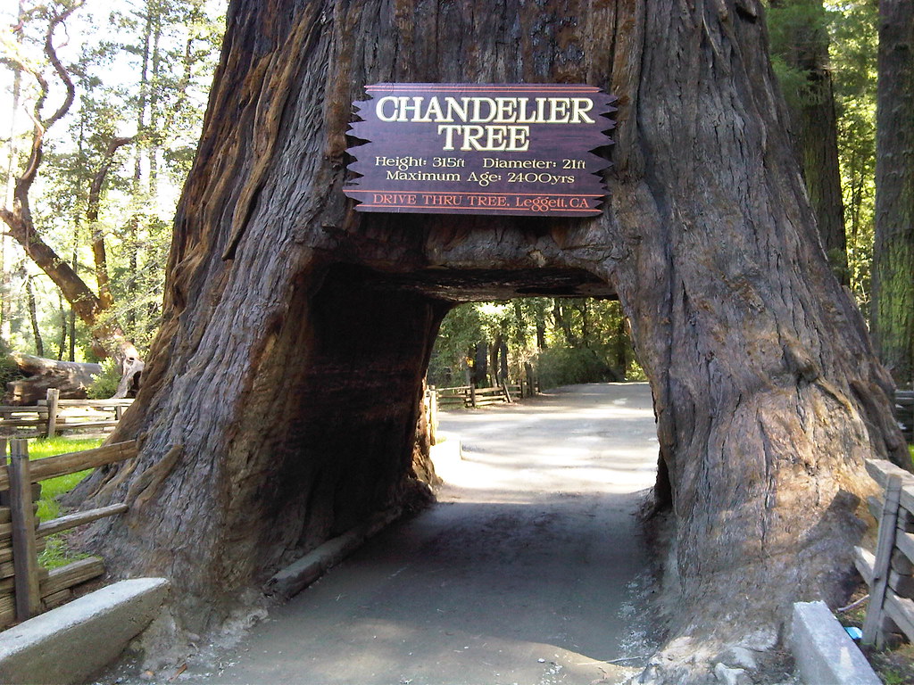 Chandelier tree We literally drove through the "Chandelier… Flickr