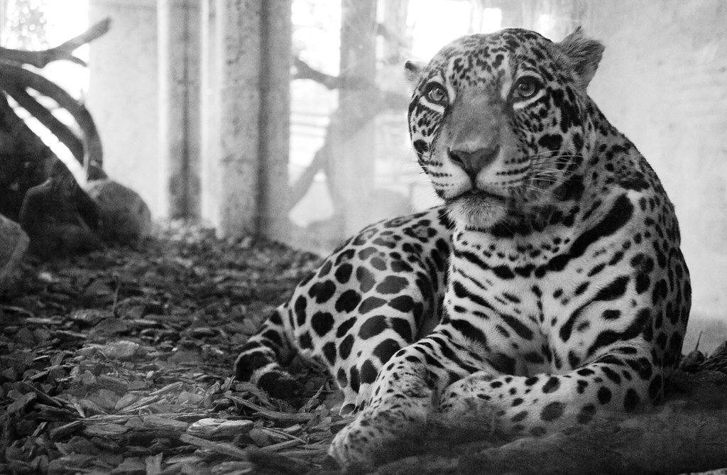 Jaguar at the Dallas World Aquarium Hi everyone, I took a … Flickr