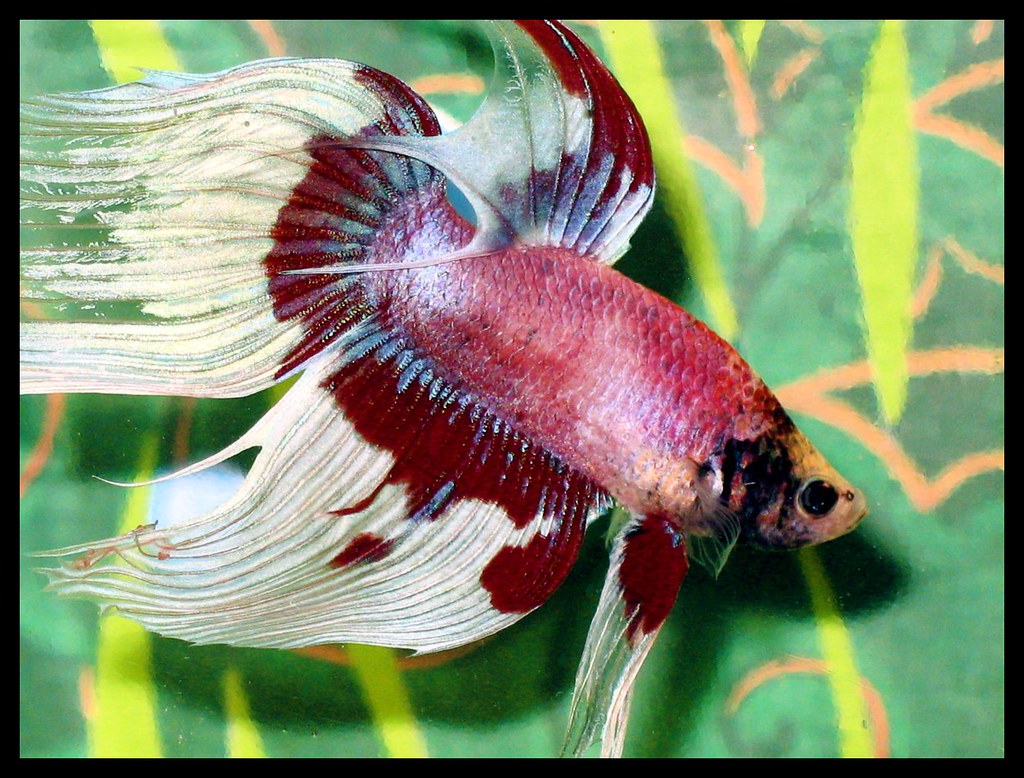 Orlando My Betta Siamese Fighting Fish. Nov. 2009. PINKE Flickr