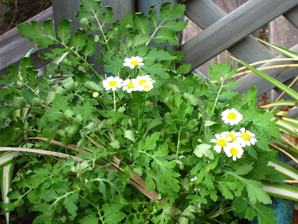 pyrethrum daisies kill the mosquitos! but in fact they don… Newtown grafitti Flickr