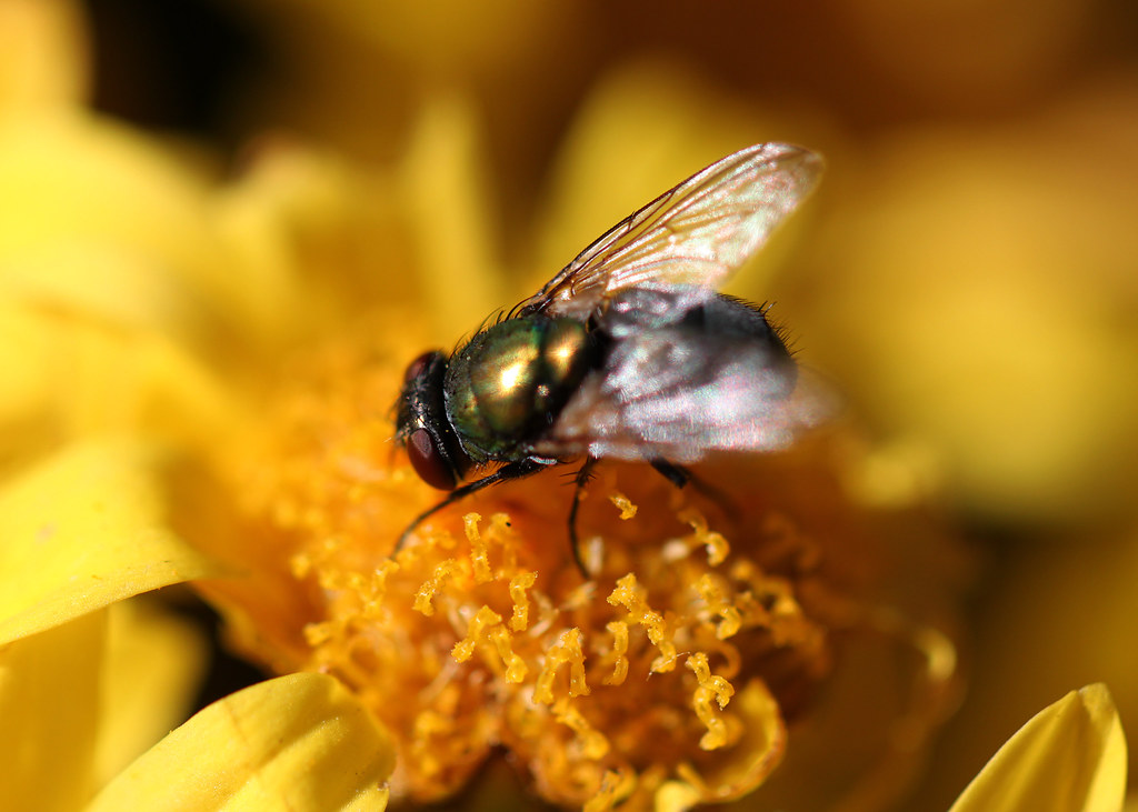 Fly on Flower a photo on Flickriver