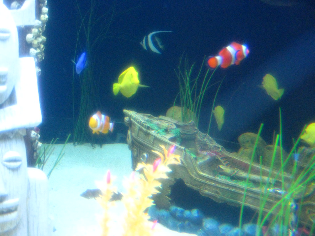 Aquarium finding nemo fish tank pikoldb