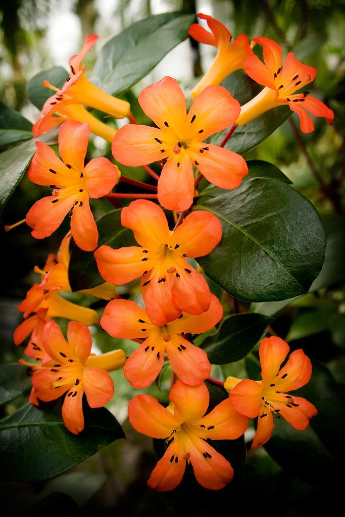 Orange Flower Arboritum Larry Girk Flickr