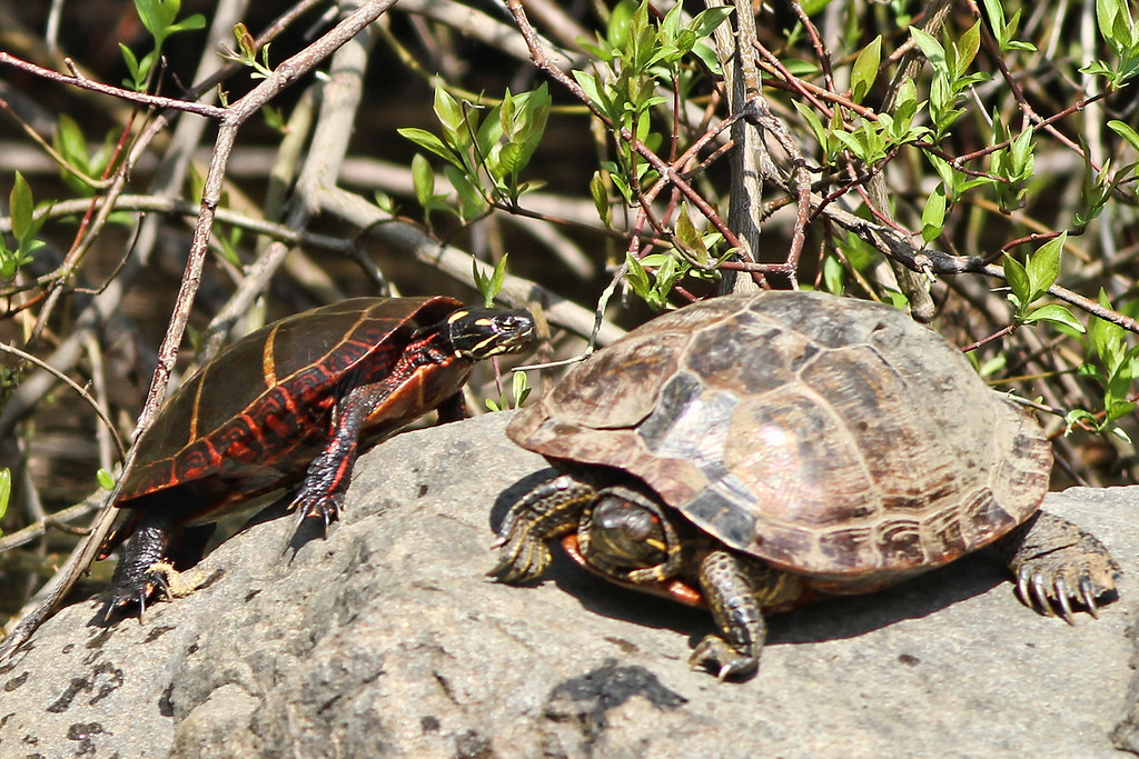 Eastern Painted Turtle & Red Slider I see tons of nonnati… Flickr