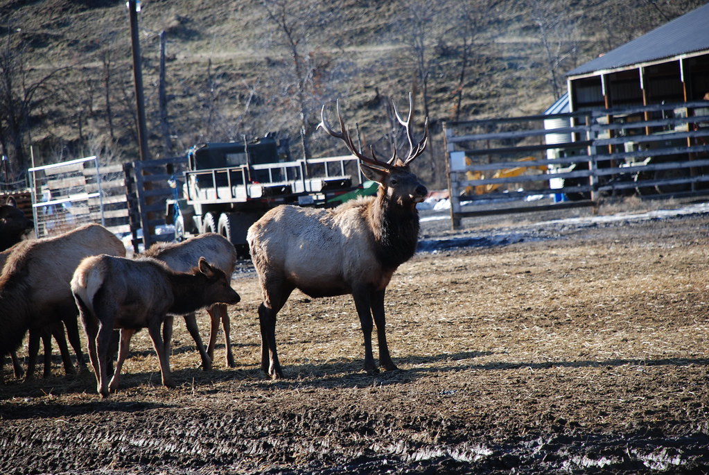 Oak Creek Wildlife Area Elk at the Oak Creek Wildlife Area… Flickr