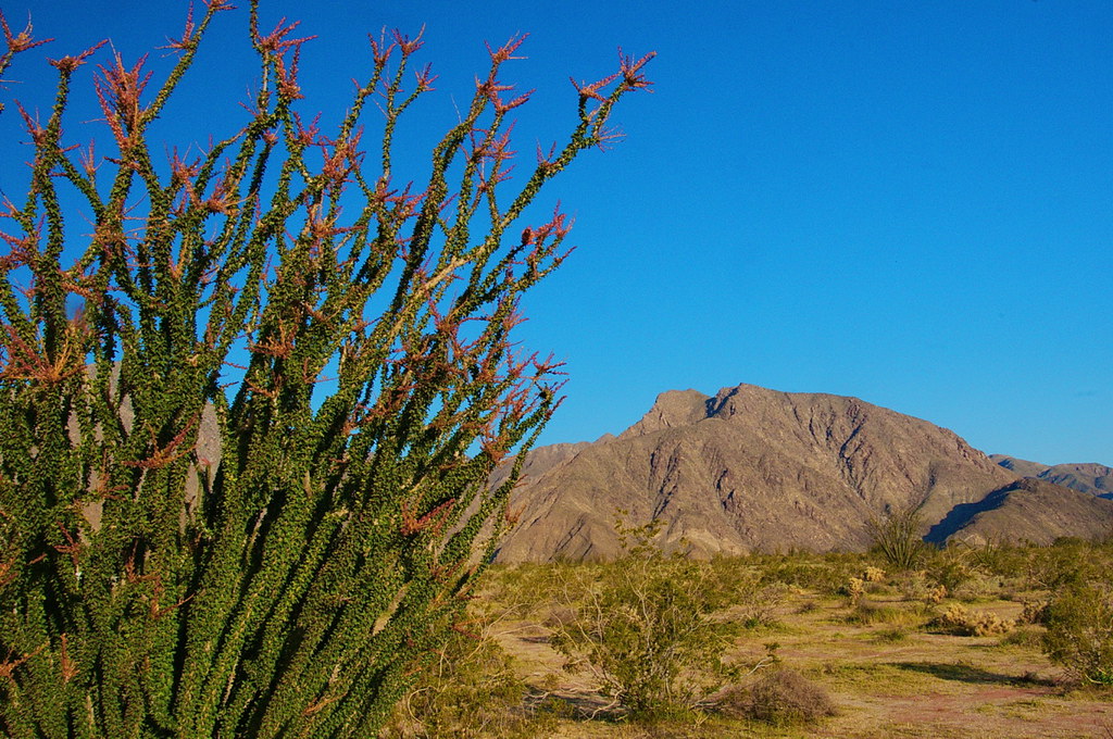 Blooming Ocotillo bush in Borrego Springs .. Dave Bezaire Flickr