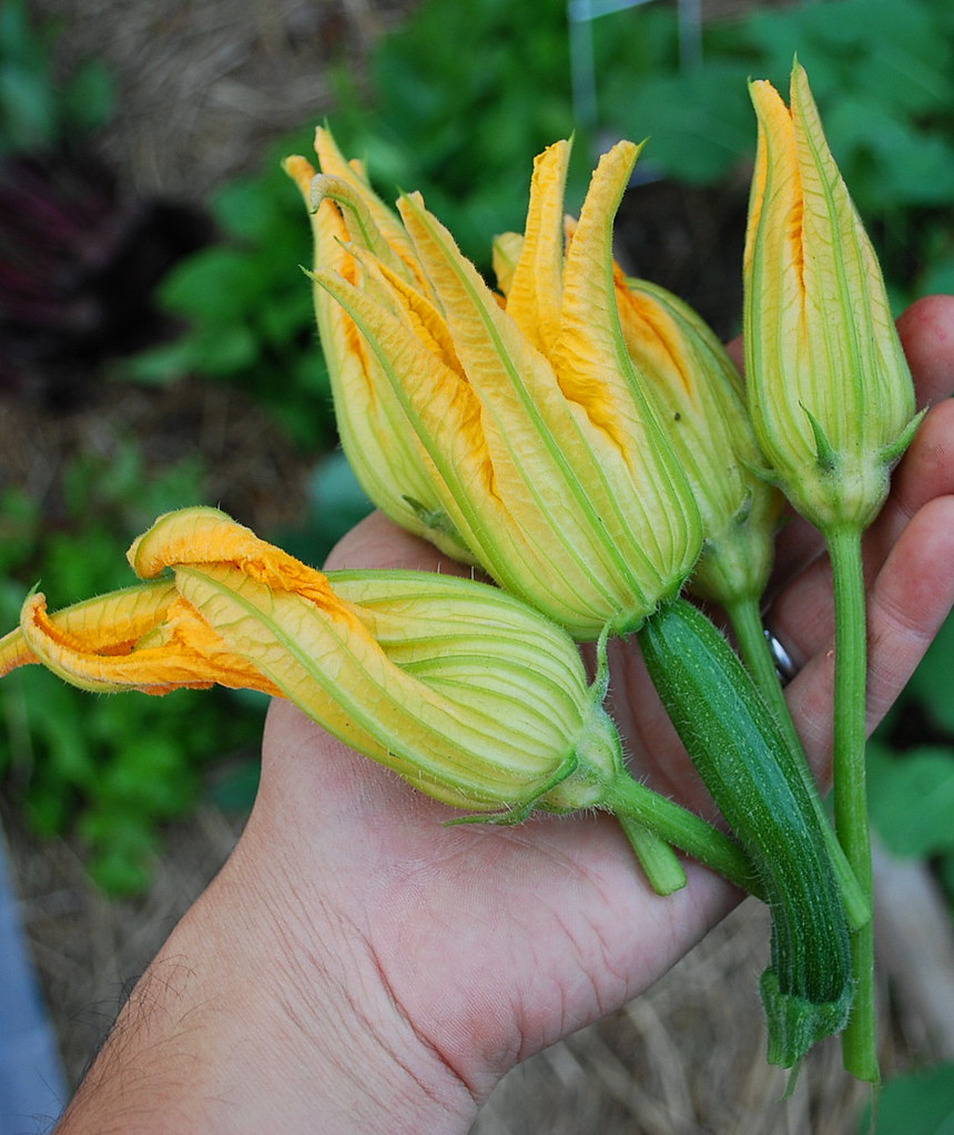 zucchini floweres A Growing Tradition Blog Flickr