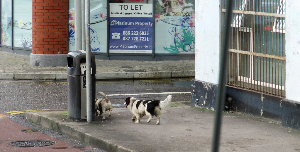 These dogs were just walking around Cork Sherrie Flickr