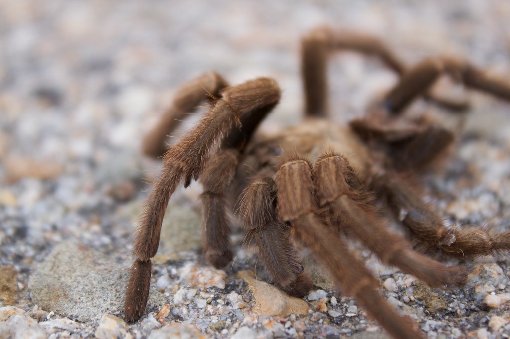 Tarantulas There are tons of tarantulas wandering around. … Flickr