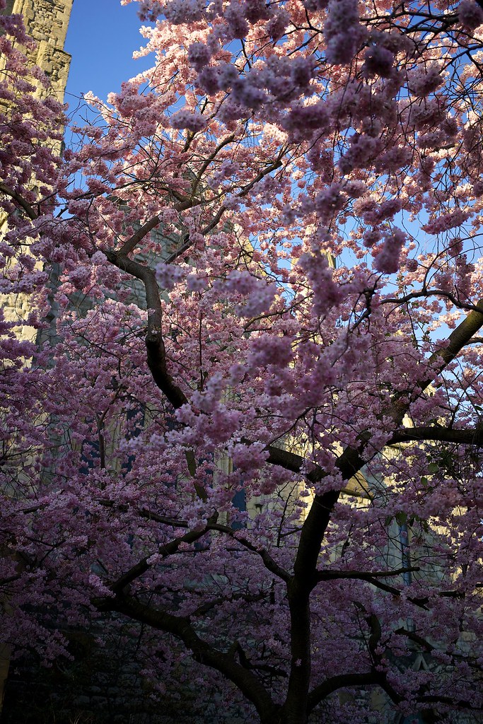 St Mark's Gardens near Regent's Park Weekend Walk from Uni… Flickr
