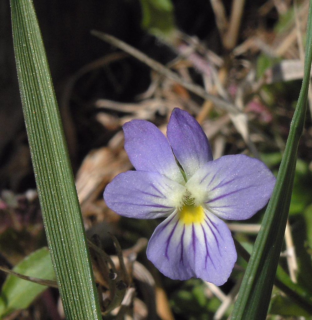 JohnnyJumpUp (Field Pansy) Viola bicolor Habitat Fiel… Flickr