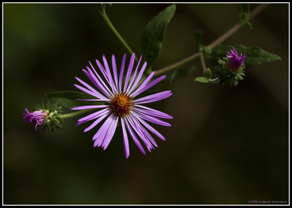 Climbing Aster Climbing Aster, Aster carolinianus. Corkscr… Flickr