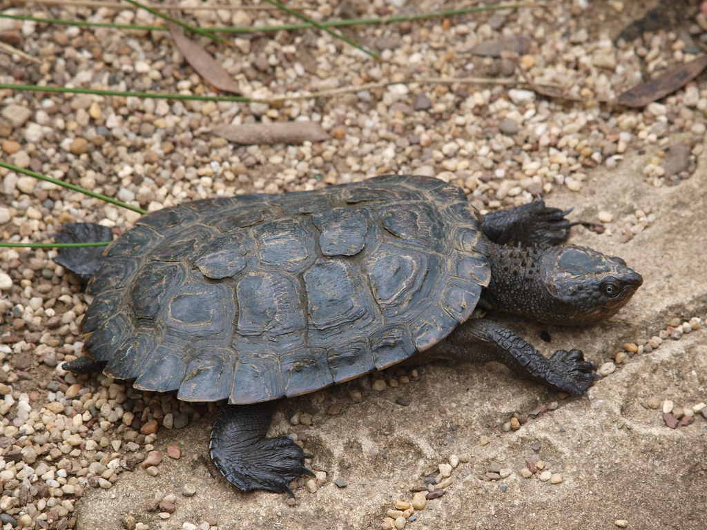 10DP001040 Australian Reptile Park Somersby NSW Murra