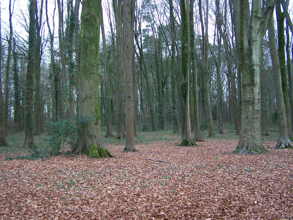 Welsh Trees Part of the forest around the Welsh Museum of … Flickr