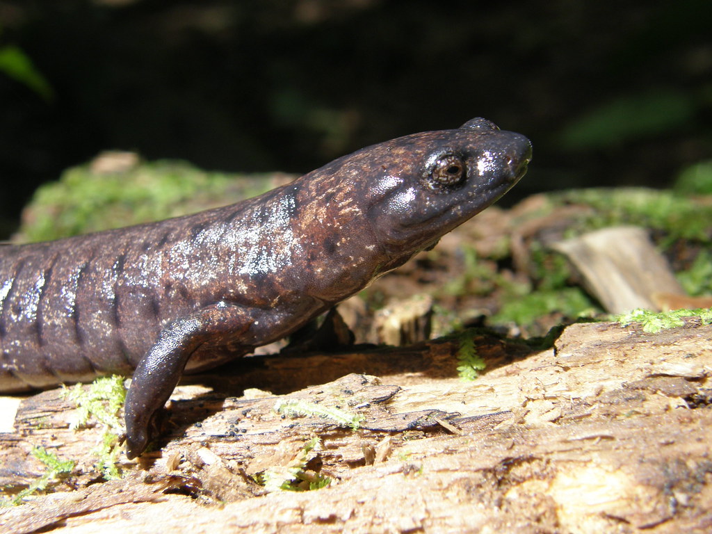 Salamander Unidentified large black salamander from Cusuco… Flickr