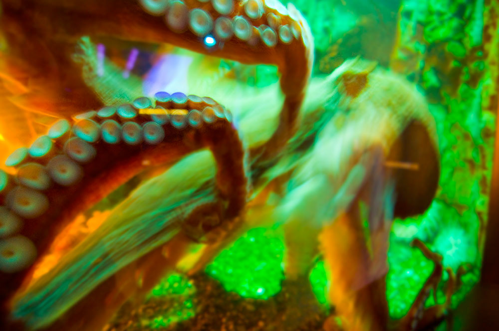 Boston Aquarium. Octopus blurred with saturated and unreal… Flickr
