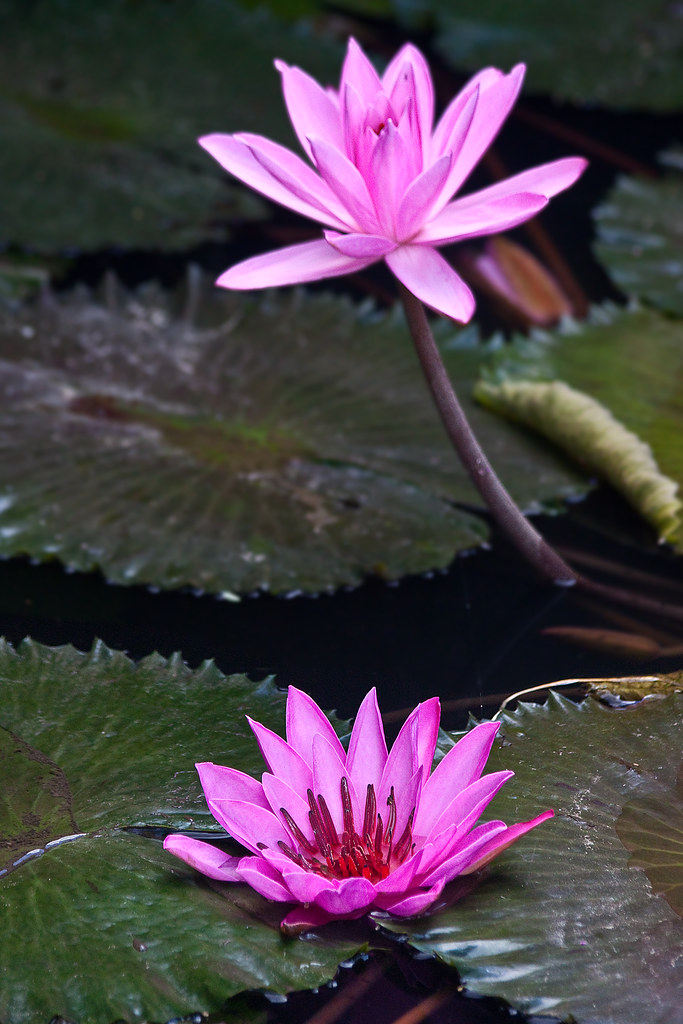 Pink lotus flowers A small pond with pink lotus flowers. T… Flickr