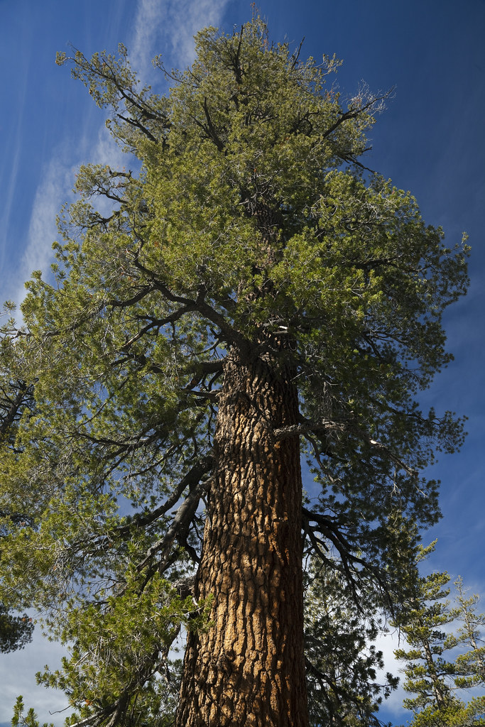 Western White Pine Western White Pine (Pinus monticola) gr… Flickr