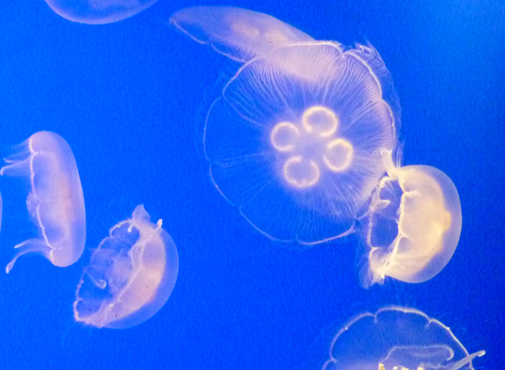 SeeThrough Jellyfish Some of the jellyfish which live