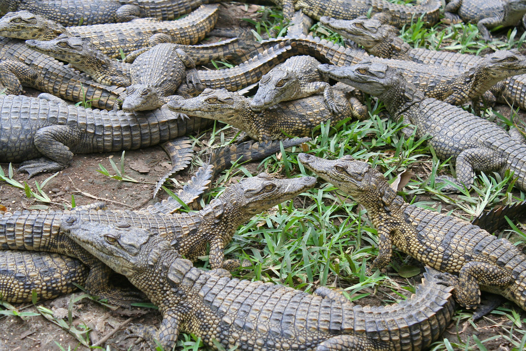 Kalimba Reptile Park Jana Čarga Flickr