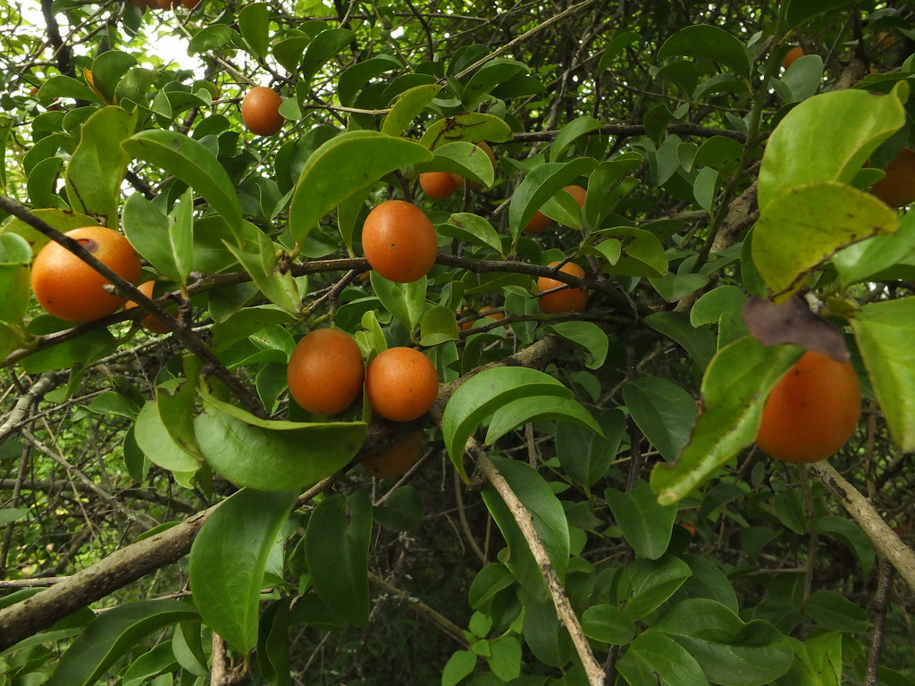 Ximenia americana The fruit pulp is edible but the skin