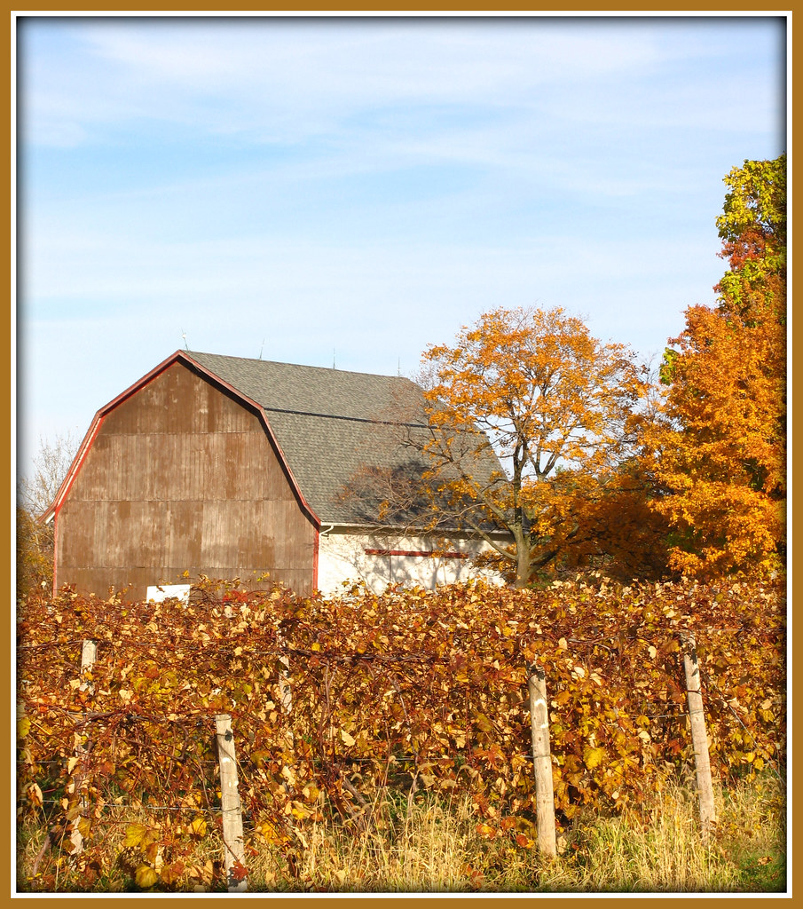An autumn vineyard in Harpersfield Ohio Maximize image or … Flickr