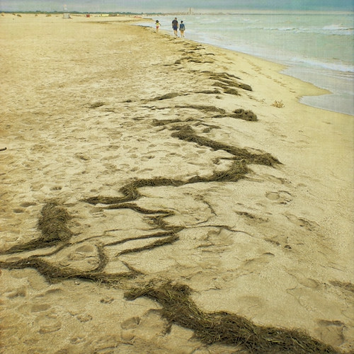 flotsam & jetsam Seaweed washed up after rough seas..or wa… Flickr