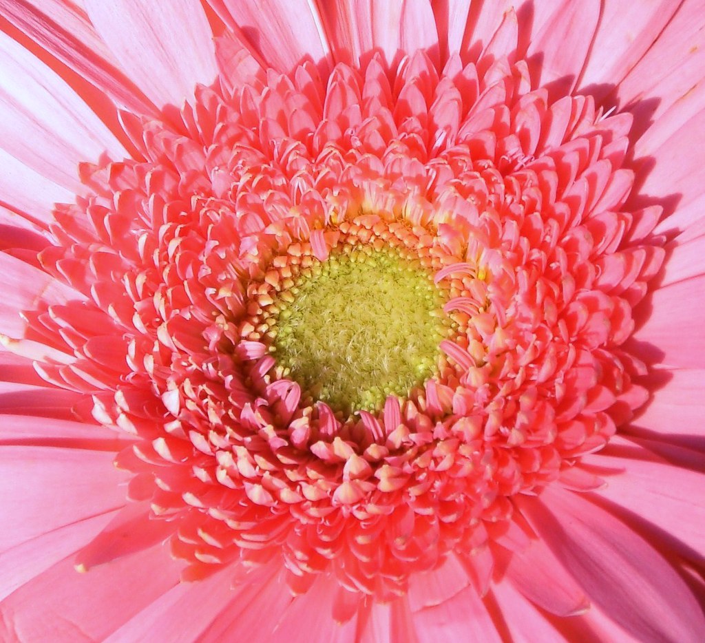 Fondant pink Best viewed large Pink gerbera, simply pink.!… June Houching Flickr