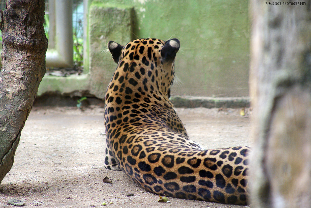 Leopard (Panthera pardus delacouri) Harimau Kumbang (in
